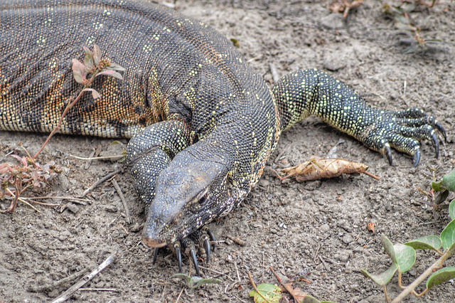 Giant lizards are thriving on Borneo’s oil palm plantations