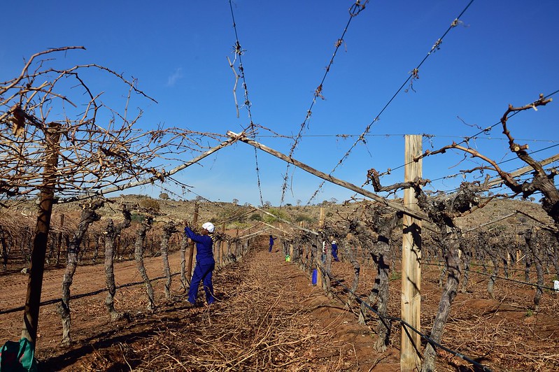 How South African wineland workers used global networks to fight for their rights